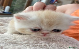 Exotic cats for sale: Exotic pedigree kittens  - Image 27