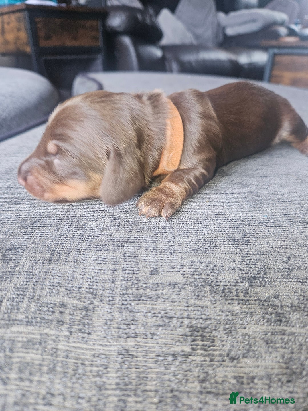 Dachshund dogs for sale: 3/4 Dachsunds  - Image 30