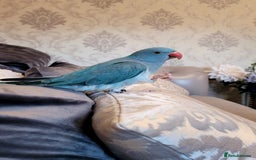 Ringnecks birds for sale: Gorgeous Ringneck - Advert 5