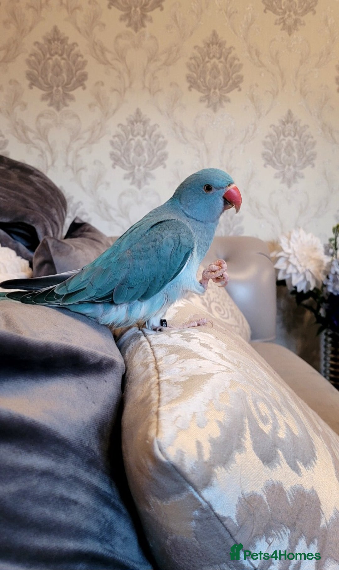 Ringnecks birds for sale: Gorgeous Ringneck - Advert 5