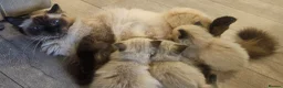 Ragdoll cats for sale: Lovely ragdoll kittens looking for a home - Advert 8