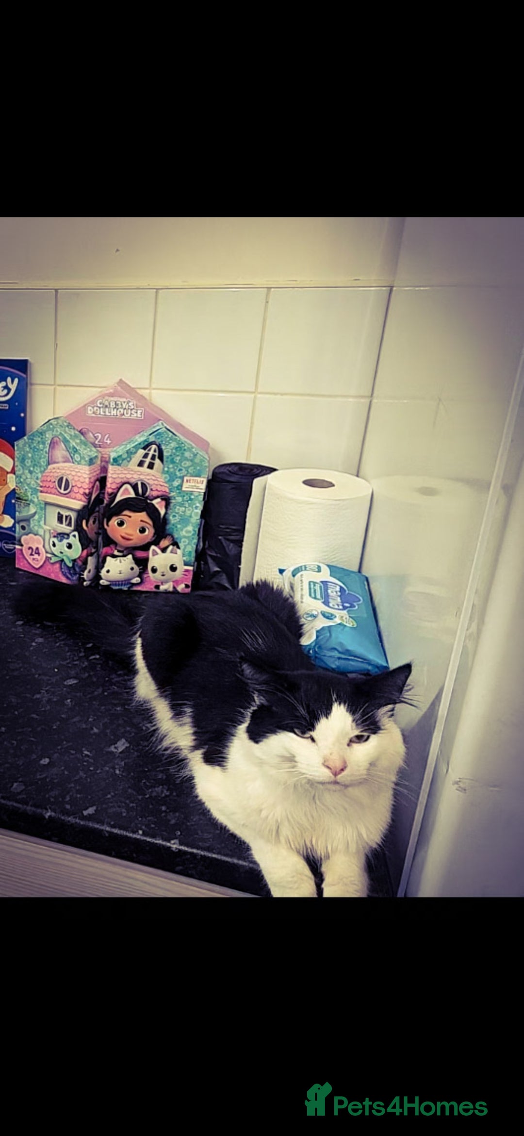 Mixed Breed cats for sale: reluctant sale  - Advert 3