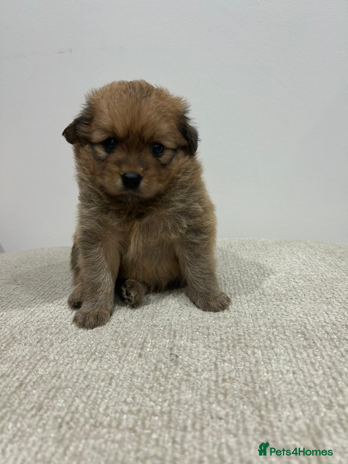 Pomchi dogs 💎 Luxury Teddy Bear Pomeranian Mix Puppies  - Advert 1