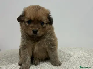 Pomchi dogs 💎 Luxury Teddy Bear Pomeranian Mix Puppies - Advert 1