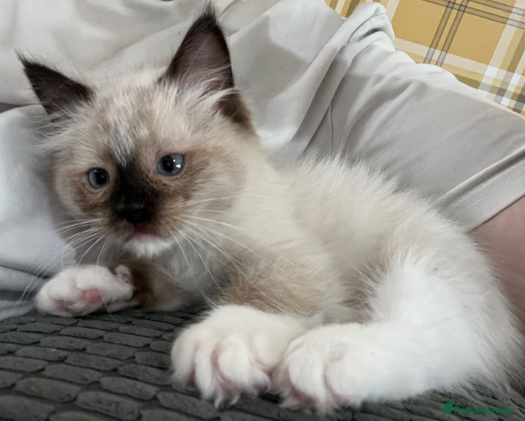 Ragdoll cats Beautiful pedigree ragdoll kittens  - Advert 7