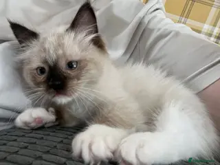 Ragdoll cats Beautiful pedigree ragdoll kittens - Advert 7