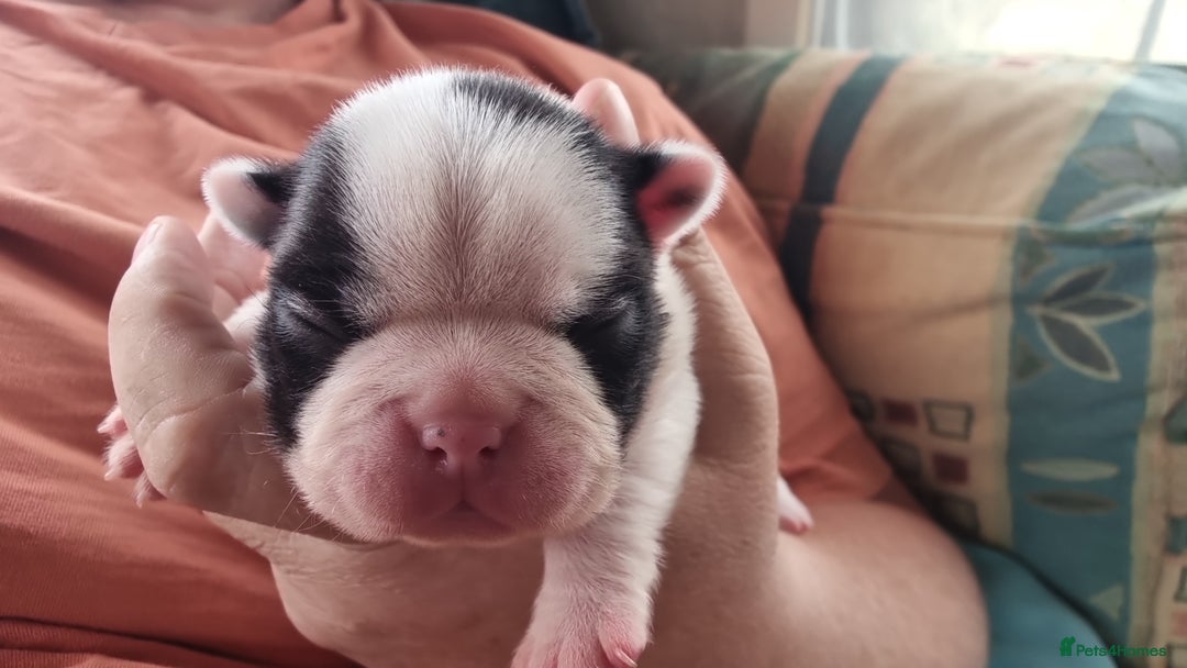 Boston Terrier dogs for sale: Beautiful Boston Terriers pups - Image 7