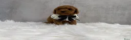 Toy Poodle dogs for sale: Asian type toy poodle  - Advert 24