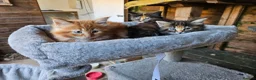 Maine Coon cats for sale: Beautiful Maine Coon kittens  in Warminster - Advert 12