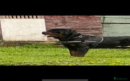 Rottweiler dogs for sale: Top quality German bred rottweilers - Image 14