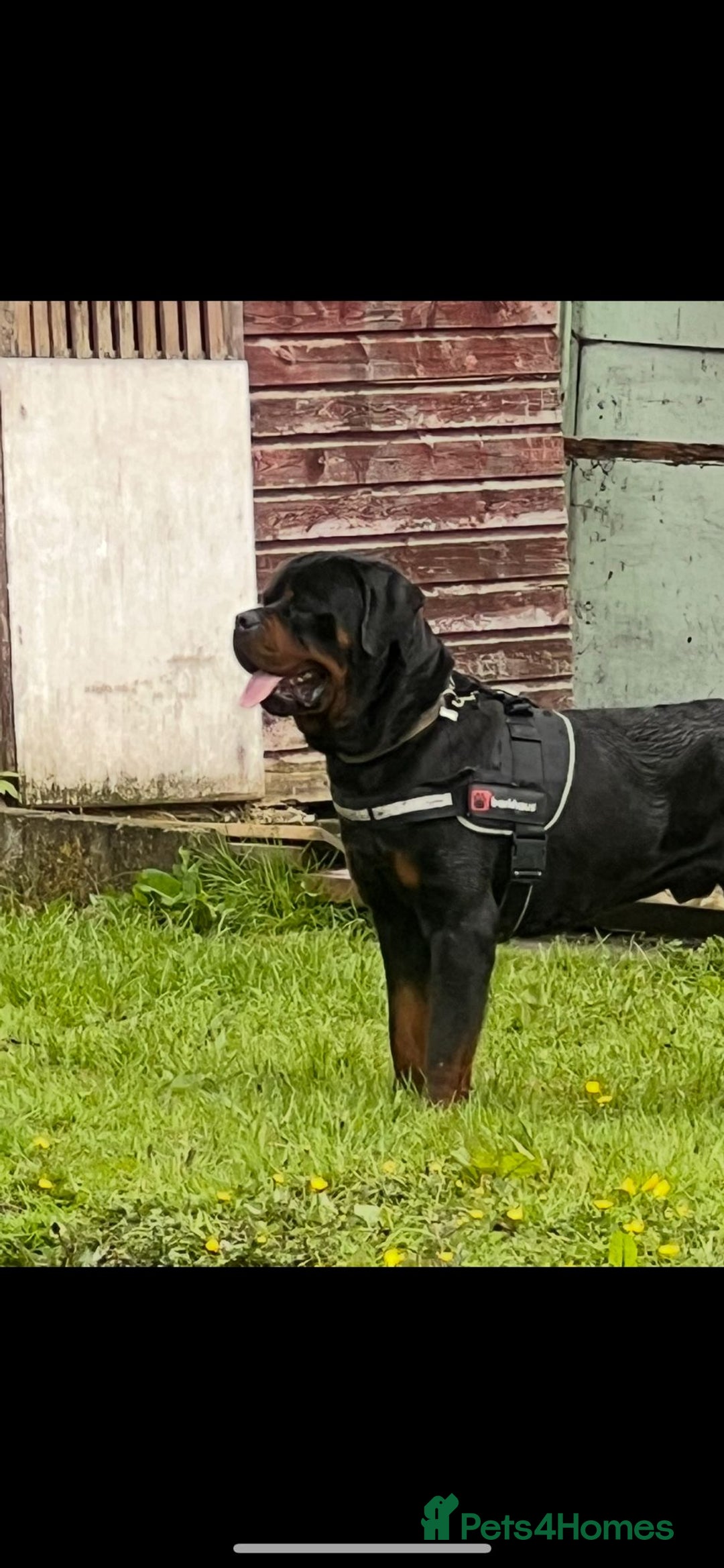 Rottweiler dogs for sale: Top quality German bred rottweilers - Image 14