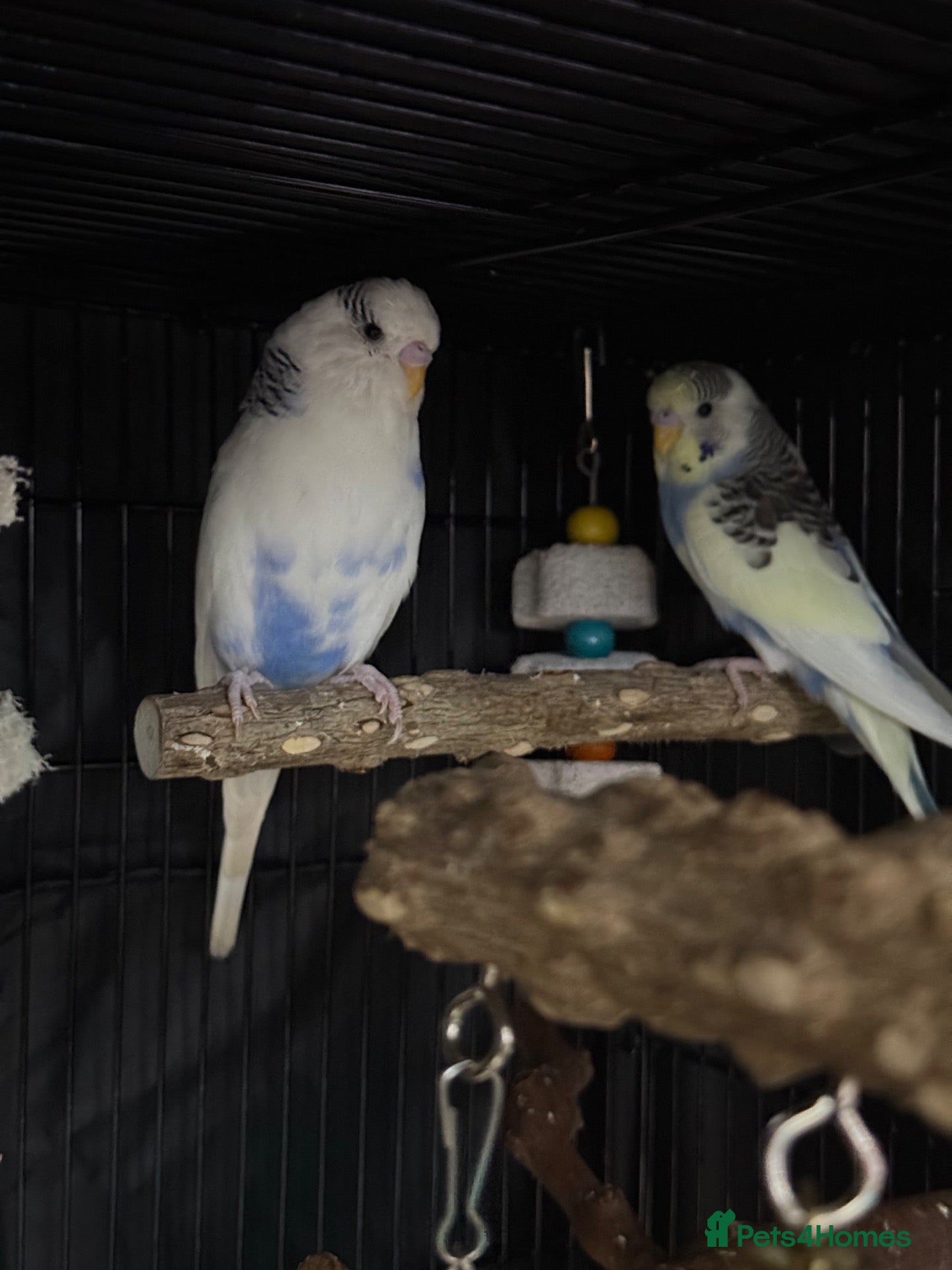 Budgerigars birds for sale: 2 male young budgies for sale  - Advert 1