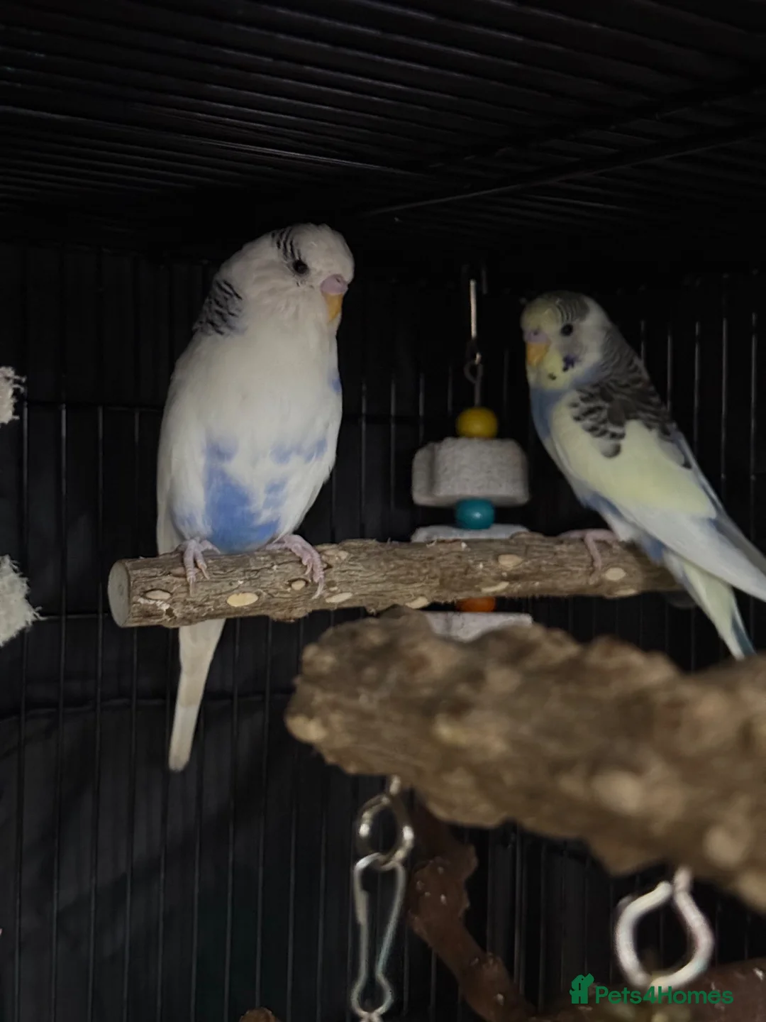 Budgerigars birds for sale: 2 male young budgies for sale  - Advert 1