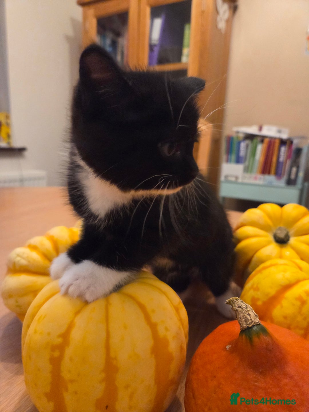Persian cats for sale: LAST AVAILABLE Kitten Persian cross - Image 3