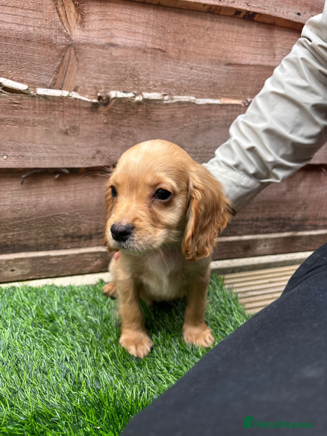 Cocker Spaniel dogs for sale: Cocker Spaniel  in Bury - Advert 8