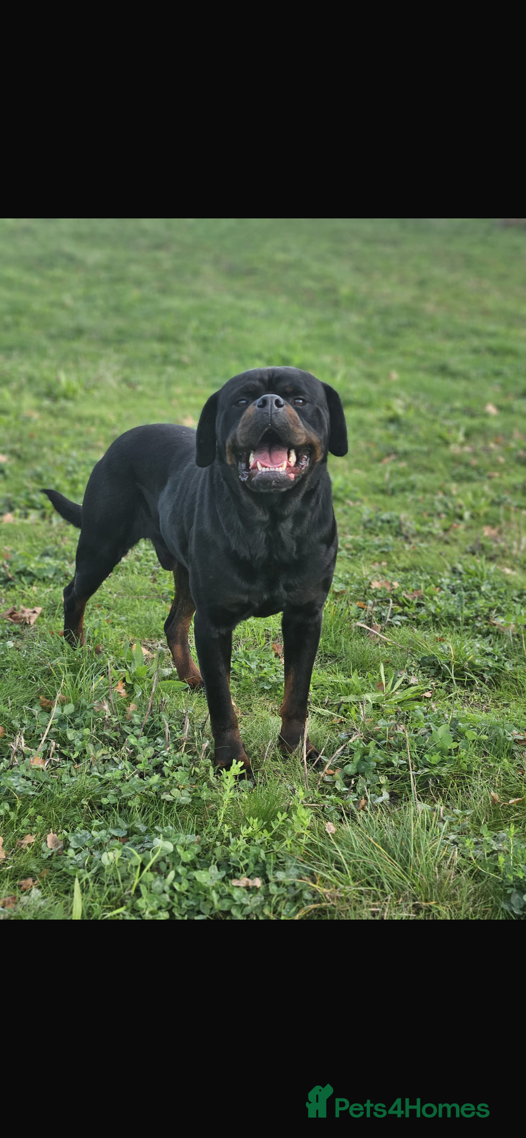 Rottweiler dogs for stud: KC registered STUD ONLY - Advert 12