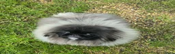 Pekingese dogs for sale: Stunning Seal-Coloured Pekingese Girl - Advert 5