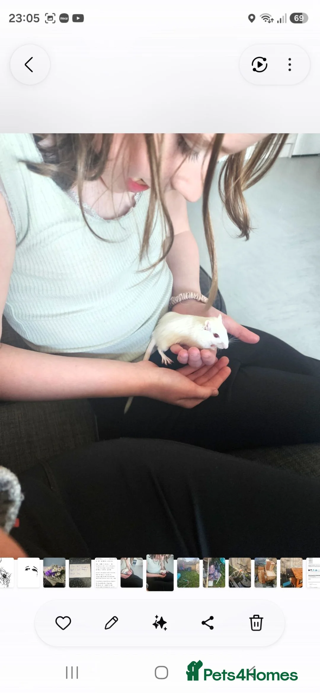 Gerbil rodents for sale: 2 gerbils for rehoming - Advert 2