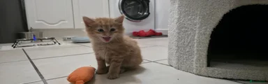 Ginger with stripes