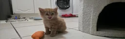 Mixed Breed cats for sale: 7 Adorable kittens ready for their furever home - Advert 29
