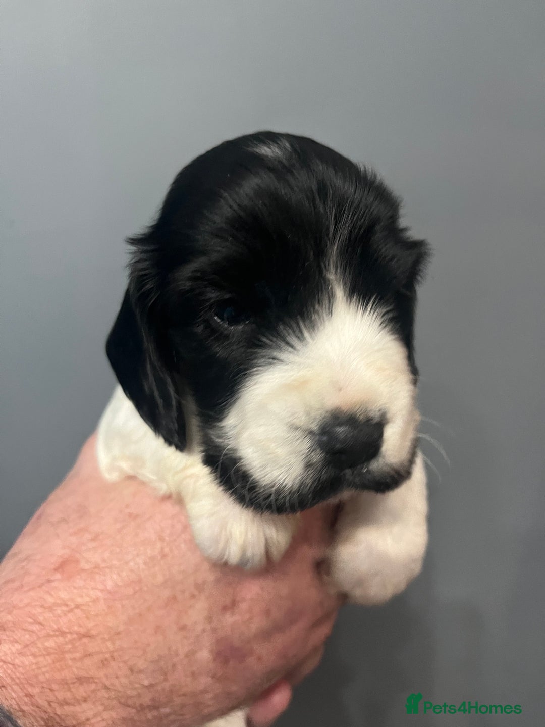 Sprocker dogs for sale: CHUNKY 5* SPROCKER PUPS - Advert 6