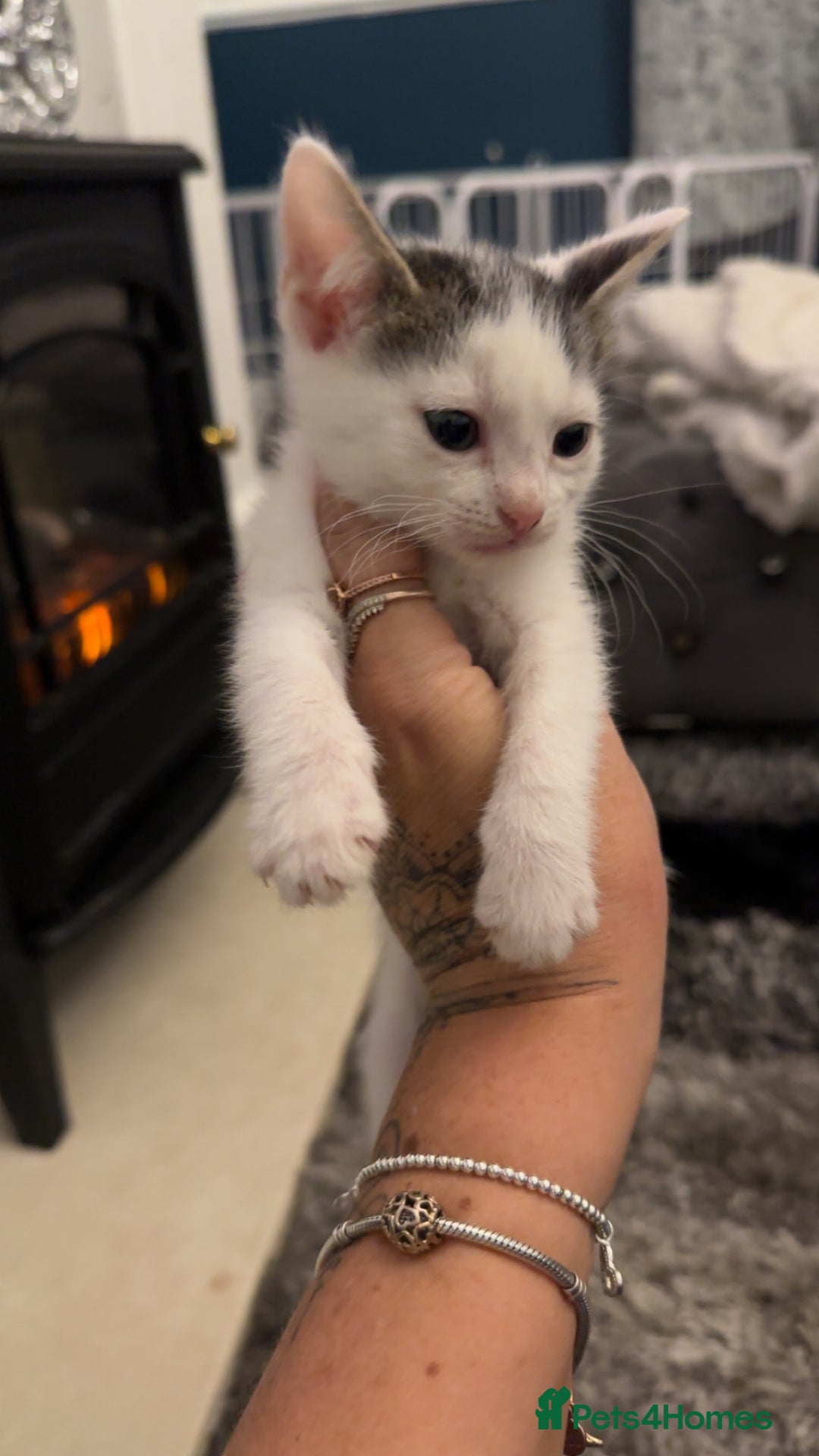 Domestic Shorthair cats for sale: Beautiful mix of kittens  - Advert 6