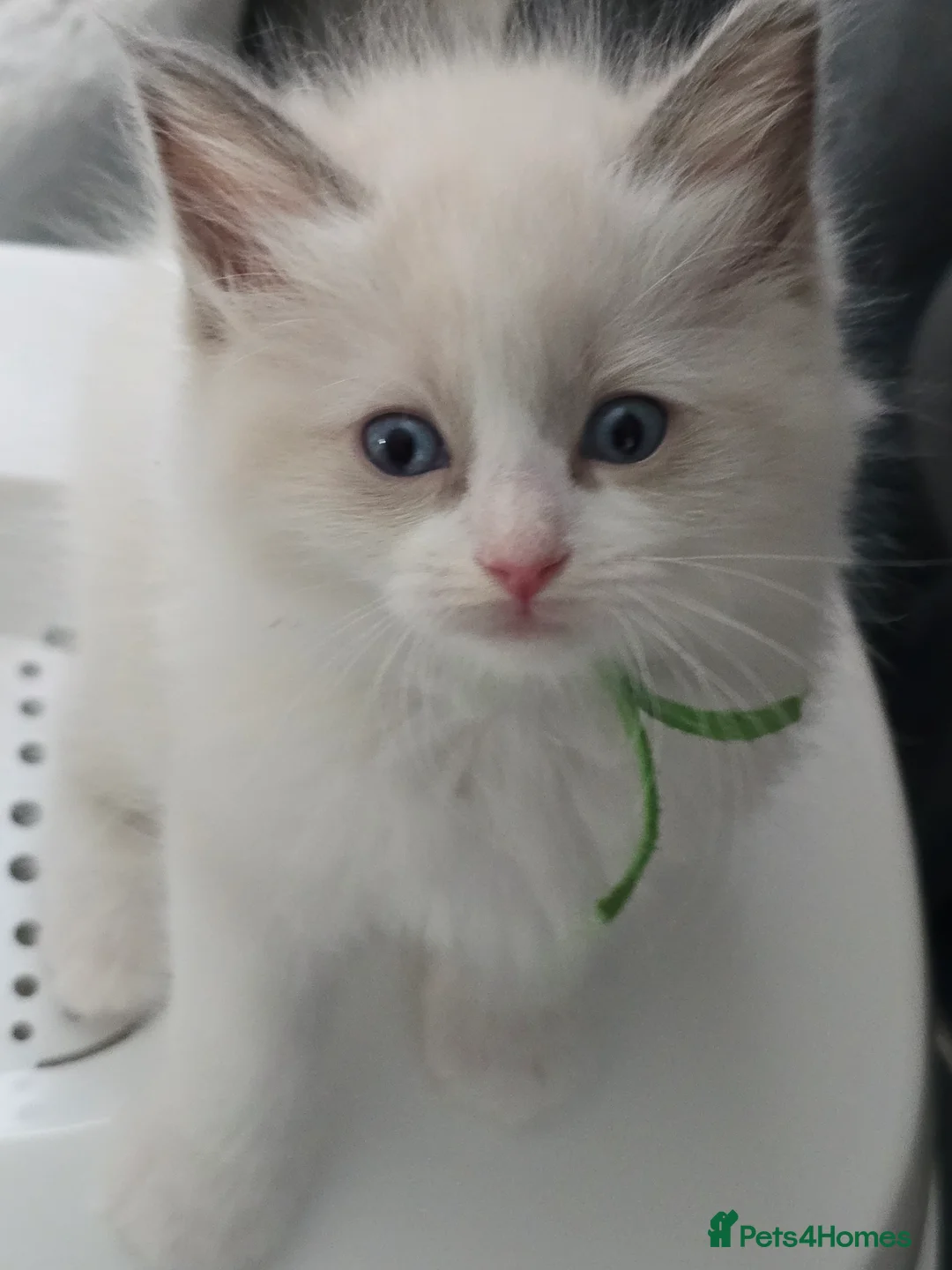 Ragdoll cats for sale: Gorgeous Blue-Eyed Ragdoll Kitten 😸  - Advert 10