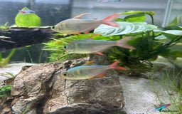 Tetras fish for sale: Colombian Redfin Tetra - Image 3