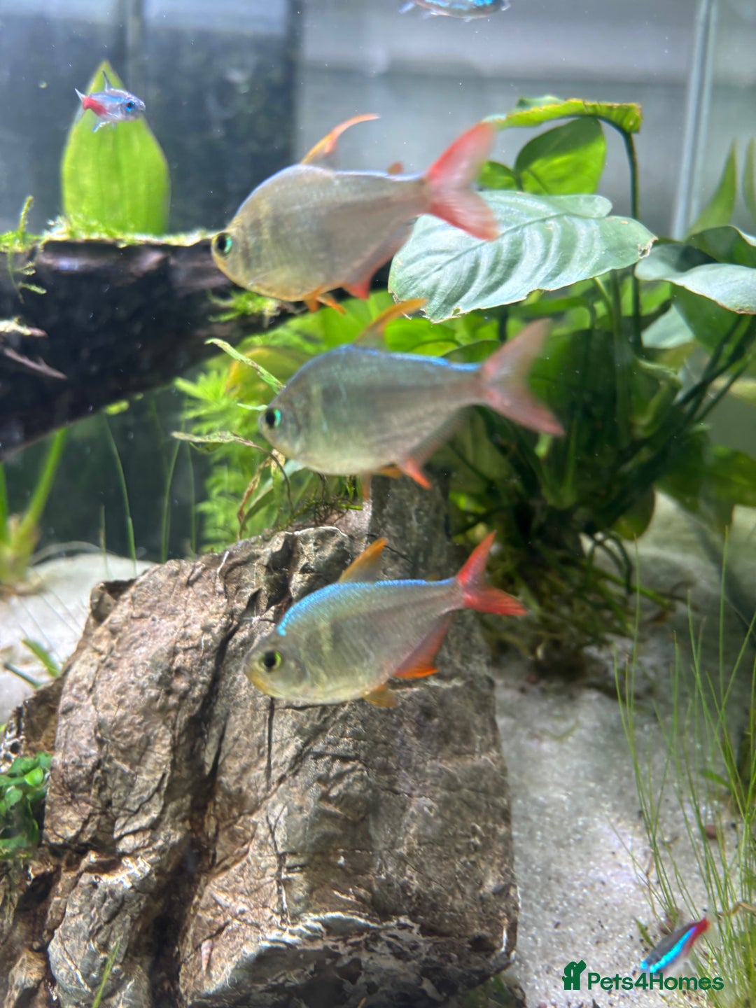 Tetras fish for sale: Colombian Redfin Tetra - Image 3
