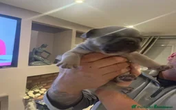 Mixed Breed dogs for sale: Beautiful freelance bulldogs  - Advert 8