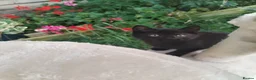 Mixed Breed cats for sale: Black kittens  - Advert 2