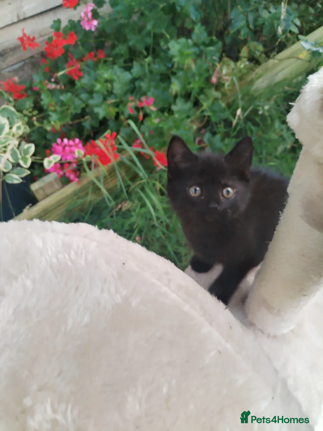 Mixed Breed cats for sale: Black kittens  - Advert 2