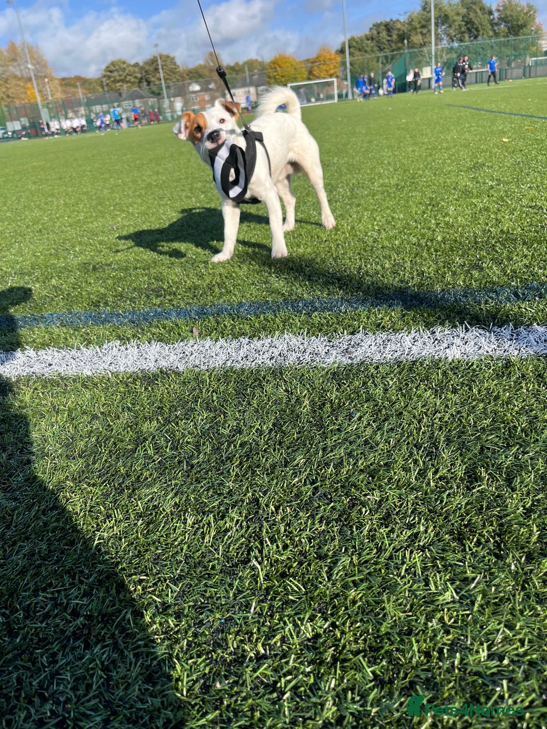 Jack Russell dogs for stud: Beautiful Jack Russell for Stud  - Image 12