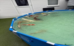 Koi Carp fish for sale: Japanese koi carp - Image 4