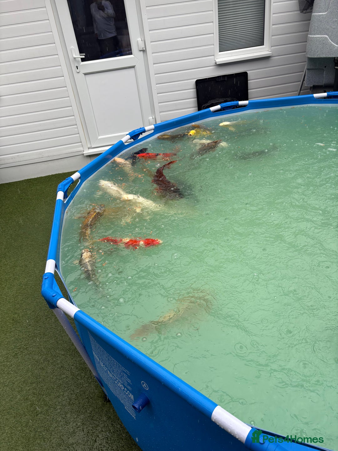 Koi Carp fish for sale: Japanese koi carp - Image 4