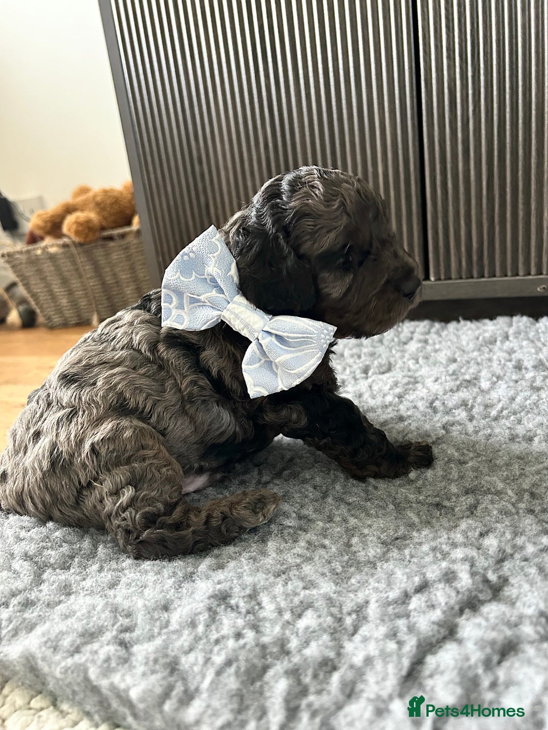 Cavapoo dogs for sale: 💕🐾 Tiny Paws, Big Heart 🐾💕Toy Cavapoo  - Image 4