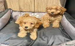 Cockapoo dogs for sale: Cockapoo Girls Ready Now - Image 3