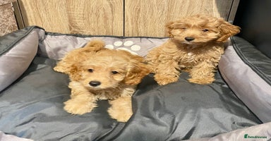 Cockapoo dogs - Advert 2