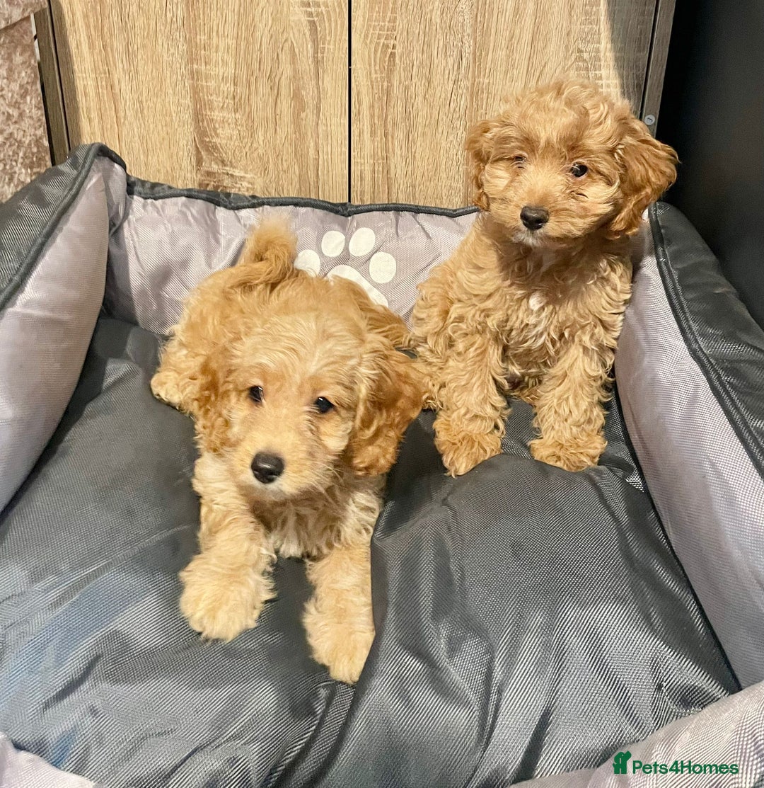 Cockapoo dogs for sale: Cockapoo Girls Ready Now - Image 3