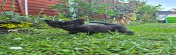Mixed Breed cats for sale: Kittens  - Advert 6