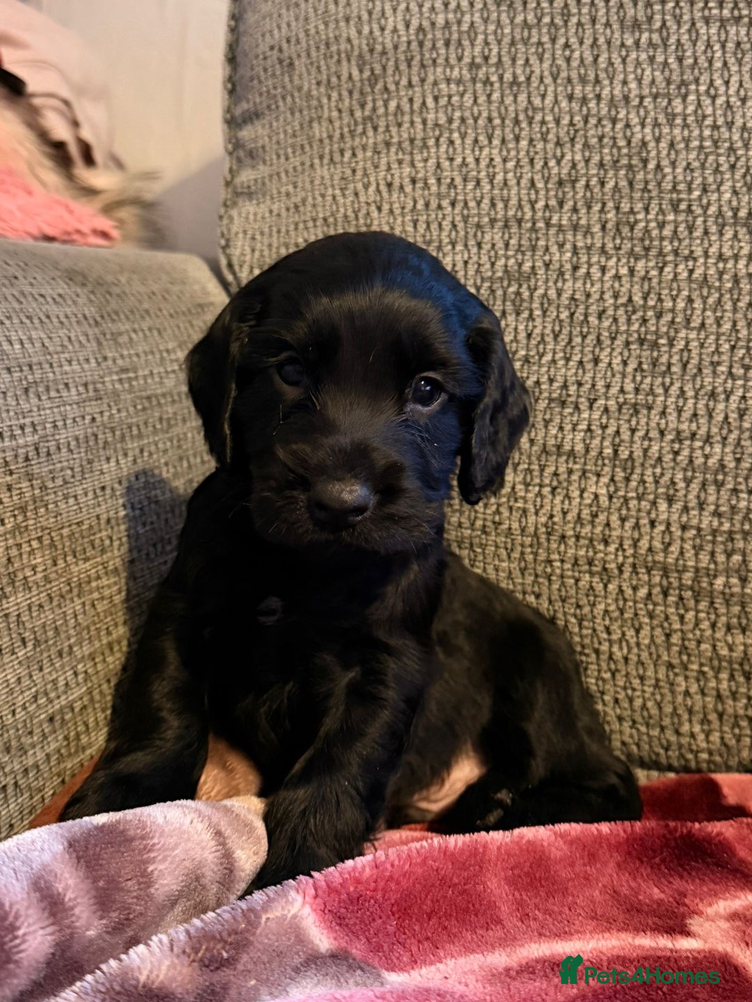 Cocker Spaniel dogs for sale: KC Registered Cocker Spaniel Puppies - Advert 20