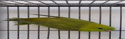 Parakeets birds for sale: Lineolated Parakeet breeding pairs for sale - Advert 14