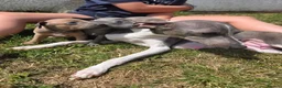 Italian Greyhound dogs for sale: 6 Beautiful Italian Greyhound Puppies  - Advert 5