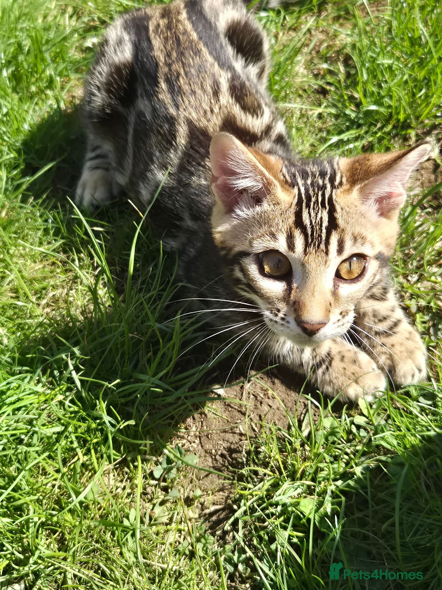 Bengal cats Bengal Kittens URGENTLY looking for New Homes 🐱♥️ - Advert 2