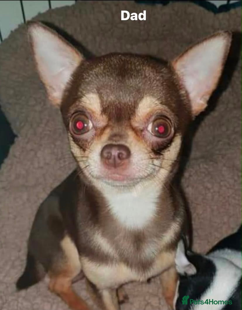 Chihuahua dogs Tiny chihuahua boy ready now  - Advert 2