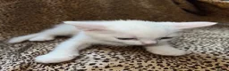 Turkish Angora cats for sale: Turkish Angola white kitten / BOY - Advert 4