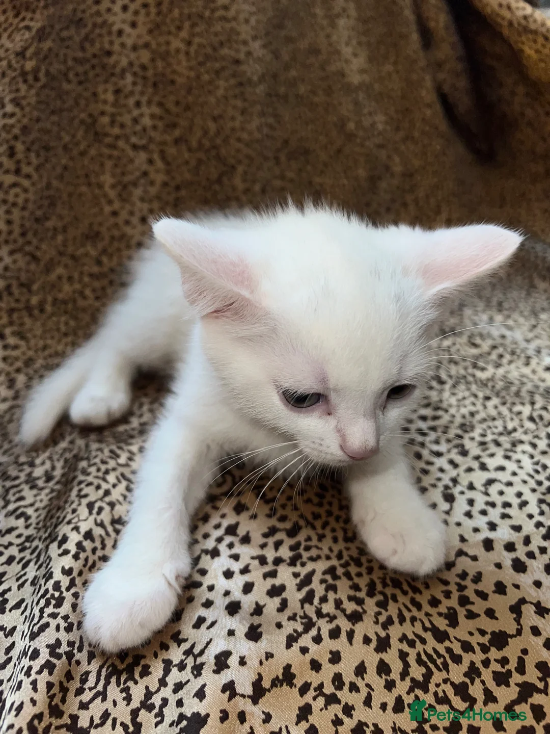 Turkish Angora cats for sale: Turkish Angola white kitten / BOY - Advert 4