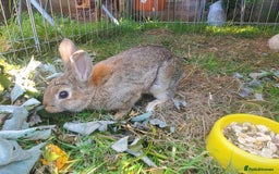Netherland Dwarf rabbits for sale: Crumbles needs a loving home - Image 3