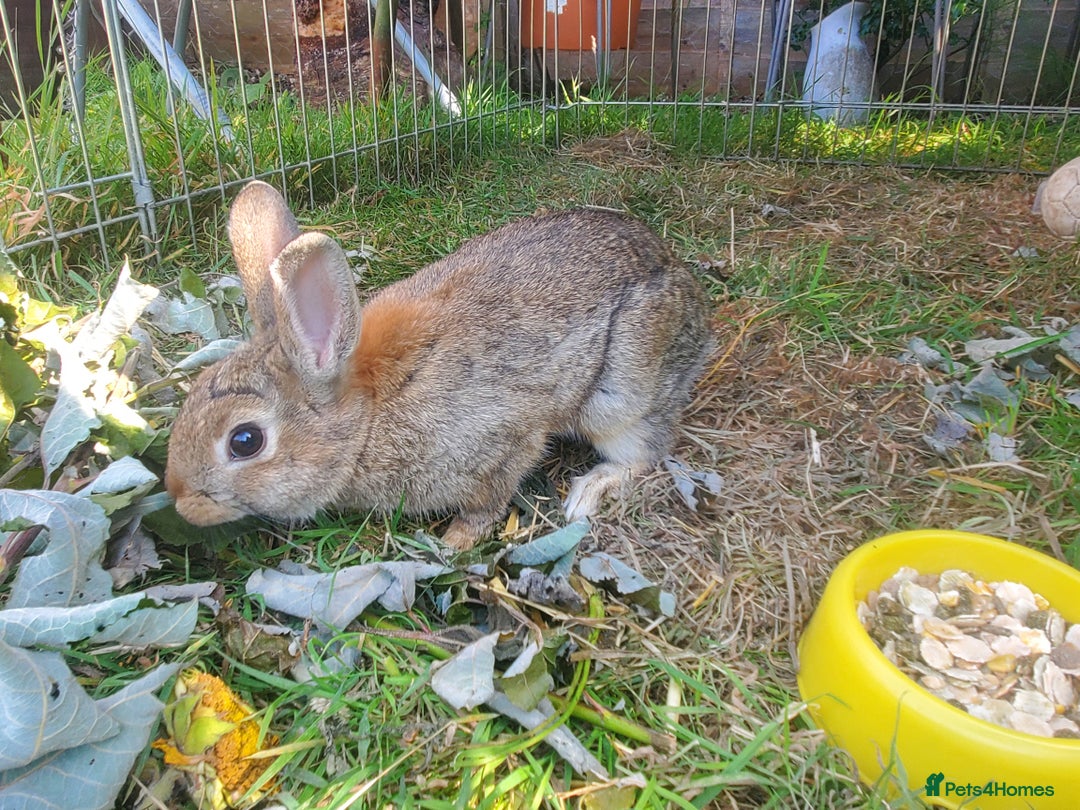 Netherland Dwarf rabbits for sale: Crumbles needs a loving home - Image 3