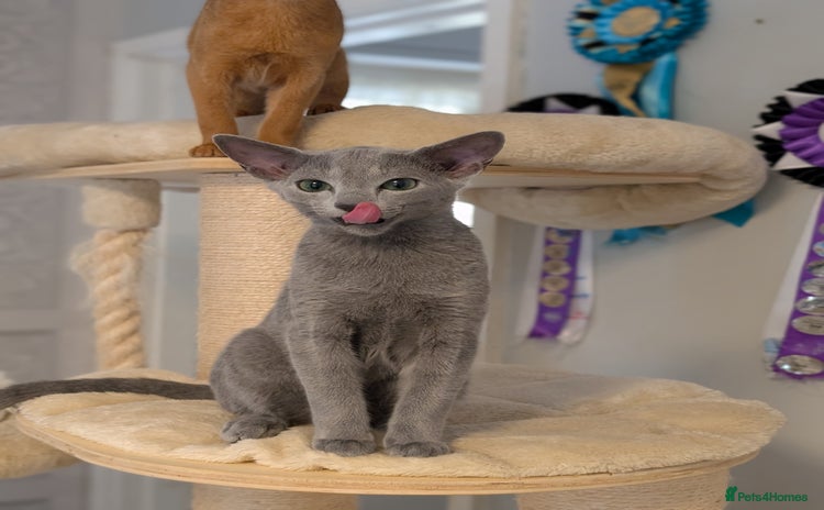 Russian Blue cats in Huddersfield - Advert 1